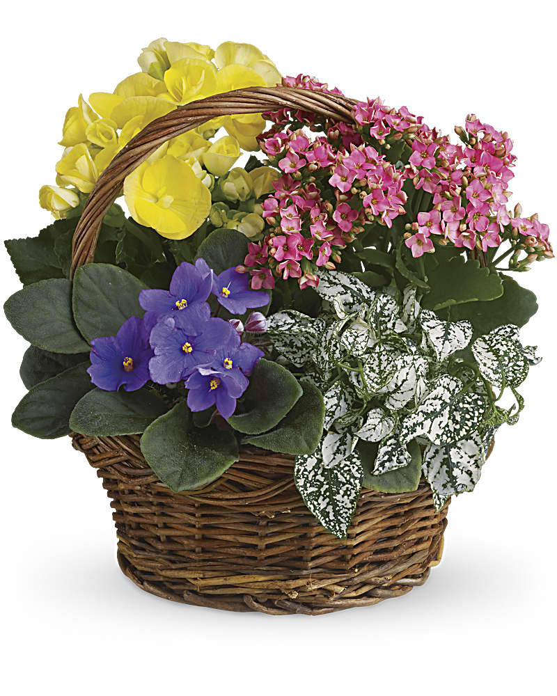 Mothers Day Flowering Plants